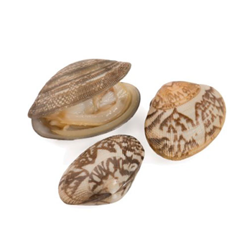 Retail Clams Baby Clams PanaPesca USA