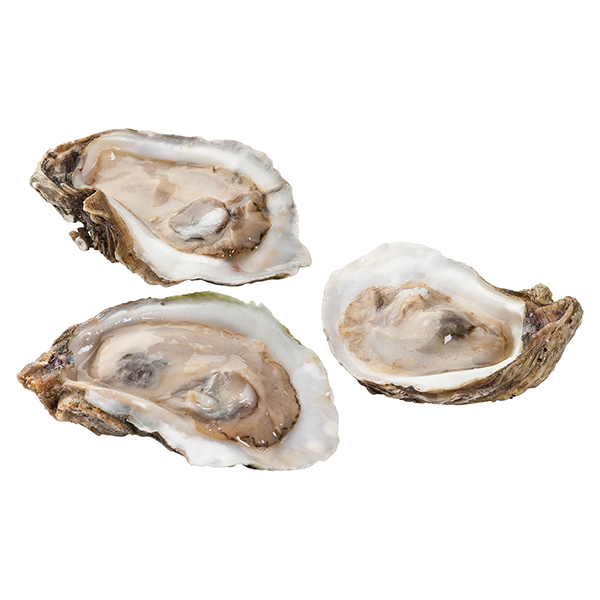 Oysters Photo